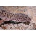 Gecko leopardo de la India - Eublepharis fuscus
